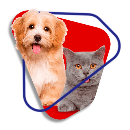 Pets